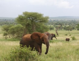 GRAN SAFARI DESDE KENYA A TANZANIA