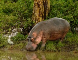 GRAN SAFARI DESDE KENYA A TANZANIA (+ Noche en Arusha al final)