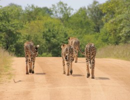 ESENCIAS DE SUDAFRICA Y KENYA Y EXTENSION A ISLA MAURICIO (Clasico)