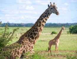 AVENTURA EN KENYA Y TANZANIA CON LAGO EYASI (en 4x4)